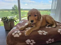 Sam, a male Golden Retriever for sale in Tomah, WI – 2 of 3