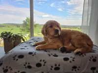 Valor, a male Golden Retriever for sale in Tomah, WI – 2 of 3