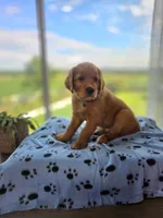 Patriot, a male Golden Retriever for sale in Tomah, WI – 2 of 3