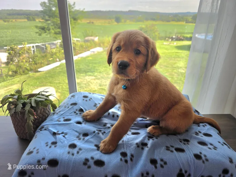 Patriot – Golden Retriever puppy for sale in Tomah, WI