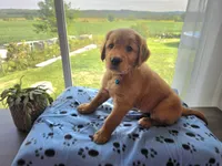Patriot, a male Golden Retriever for sale in Tomah, WI – 1 of 3