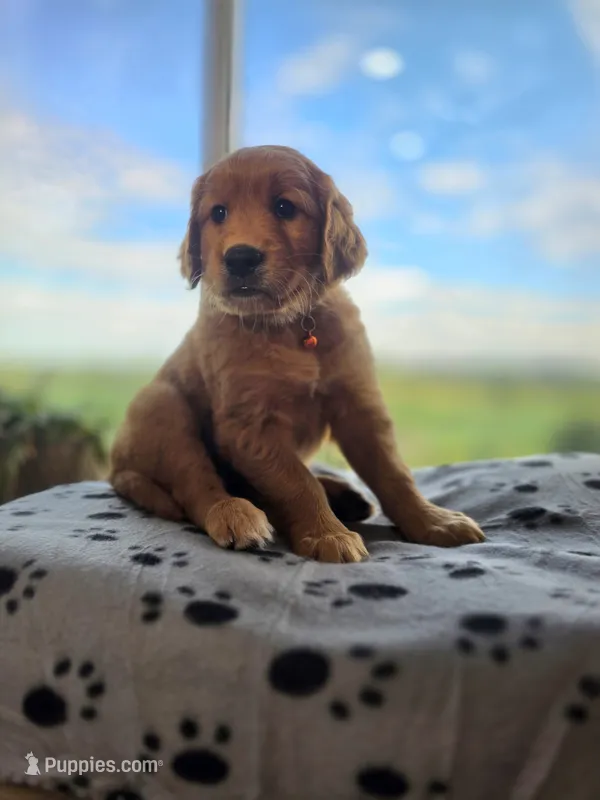 Valor – Golden Retriever puppy for sale in Tomah, WI