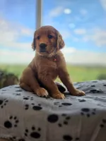 Valor, a male Golden Retriever for sale in Tomah, WI – 1 of 3