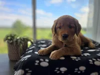 Justice, a male Golden Retriever for sale in Tomah, WI – 2 of 3