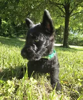 Oscar, a male Scottish Terrier for sale in Brodhead, KY – 3 of 3