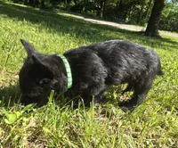Oscar, a male Scottish Terrier for sale in Brodhead, KY – 2 of 3