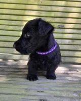 Fiona, a male Scottish Terrier for sale in Brodhead, KY – 3 of 3