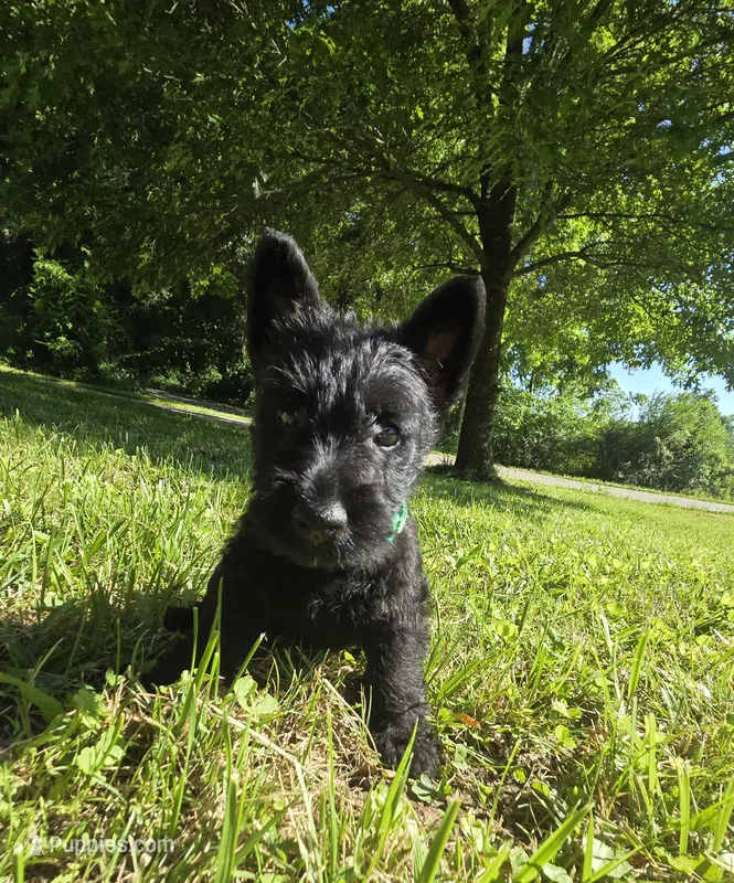 Oscar – Scottish Terrier puppy for sale in Brodhead, KY