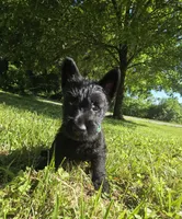 Oscar, a male Scottish Terrier for sale in Brodhead, KY – 1 of 3