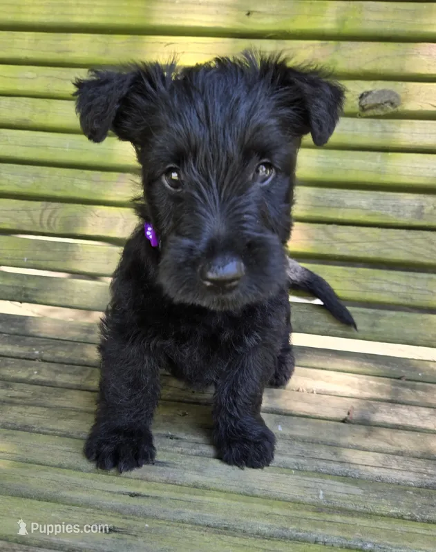 Fiona – Scottish Terrier puppy for sale in Brodhead, KY