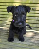 Fiona, a male Scottish Terrier for sale in Brodhead, KY – 1 of 3
