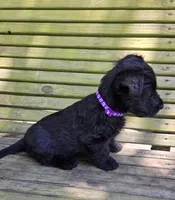 Fiona, a male Scottish Terrier for sale in Brodhead, KY – 2 of 3