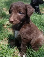 Trigger, a male Bordoodle for sale in Provo, UT – Photo 4 of 9