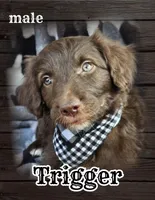 Trigger, a male Bordoodle for sale in Provo, UT – Photo 1 of 9