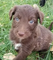 Trigger, a male Bordoodle for sale in Provo, UT – Photo 5 of 9