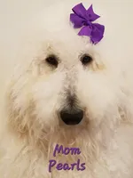 Trigger, a male Bordoodle for sale in Provo, UT – Photo 8 of 9