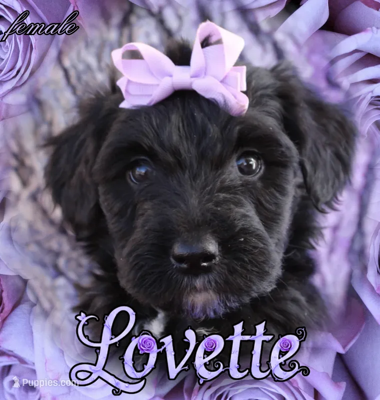 Lovette