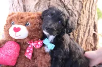 processed/edf1c1d9-96d9-4d46-a9db-dbf371521bda/listing/2de7be07-e033-4564-8d43-d0b94f82d64c/f3168a8d-8a76-409e-afeb-b9a6b5e0f264