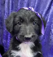 Sierra, a female Bordoodle for sale in Provo, UT – Photo 3 of 8