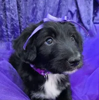 Sierra, a female Bordoodle for sale in Provo, UT – Photo 2 of 8