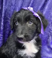 Sierra, a female Bordoodle for sale in Provo, UT – Photo 5 of 8