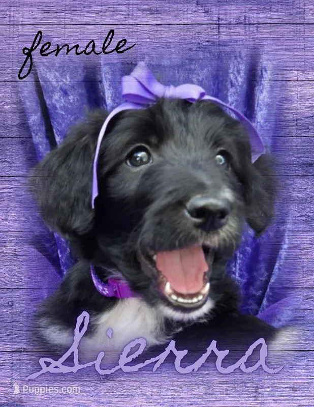 Sierra, a female Bordoodle for sale in Provo, UT – Photo 1 of 8