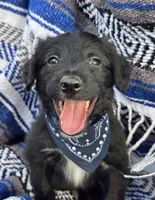 Rustler, a male Bordoodle for sale in Provo, UT – Photo 5 of 7