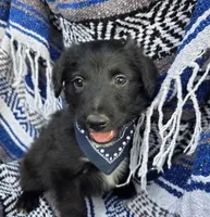 Rustler, a male Bordoodle for sale in Provo, UT – Photo 3 of 7