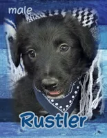 Rustler, a male Bordoodle for sale in Provo, UT – Photo 1 of 7