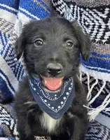 Rustler, a male Bordoodle for sale in Provo, UT – Photo 2 of 7