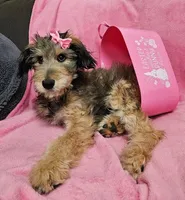 Special TriPawed Puppy! (Sweetie), a female Bordoodle for sale in Provo, UT – Photo 8 of 9