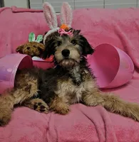 Special TriPawed Puppy! (Sweetie), a female Bordoodle for sale in Provo, UT – Photo 4 of 9