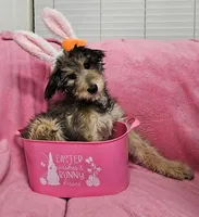 Special TriPawed Puppy! (Sweetie), a female Bordoodle for sale in Provo, UT – Photo 3 of 9