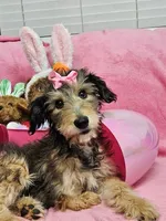 Special TriPawed Puppy! (Sweetie), a female Bordoodle for sale in Provo, UT – Photo 5 of 9