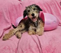 Special TriPawed Puppy! (Sweetie), a female Bordoodle for sale in Provo, UT – Photo 7 of 9