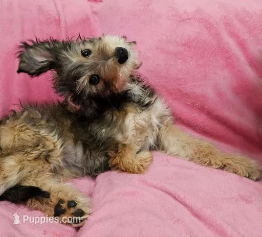 Special TriPawed Puppy! (Sweetie) – Bordoodle puppy for sale in Provo, UT