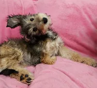 Special TriPawed Puppy! (Sweetie), a female Bordoodle for sale in Provo, UT – Photo 1 of 9