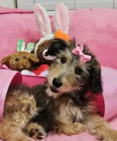 Special TriPawed Puppy! (Sweetie), a female Bordoodle for sale in Provo, UT – Photo 6 of 9