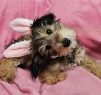 Special TriPawed Puppy! (Sweetie), a female Bordoodle for sale in Provo, UT – Photo 9 of 9