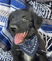 Rustler, a male Bordoodle for sale in Provo, UT – Photo 3 of 8