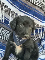 Rustler, a male Bordoodle for sale in Provo, UT – Photo 6 of 8