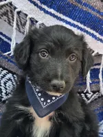 Rustler, a male Bordoodle for sale in Provo, UT – Photo 1 of 8