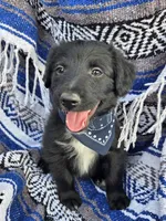 Rustler, a male Bordoodle for sale in Provo, UT – Photo 4 of 8