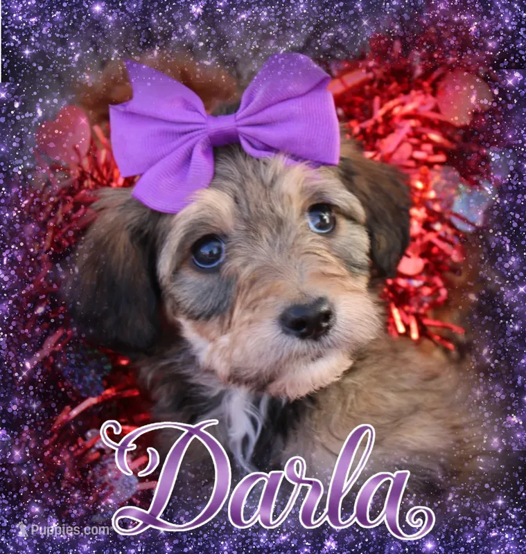 Darla