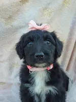 Westlyn, a female Bordoodle for sale in Provo, UT – Photo 4 of 8