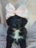 Westlyn, a female Bordoodle for sale in Provo, UT – Photo 6 of 8