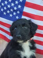 Westlyn, a female Bordoodle for sale in Provo, UT – Photo 5 of 8