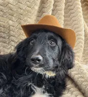 Skidd, a male Bordoodle for sale in Provo, UT – Photo 2 of 6