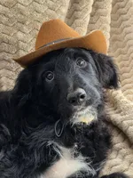 Skidd, a male Bordoodle for sale in Provo, UT – Photo 1 of 6