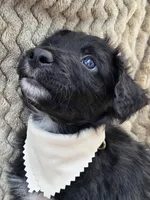 Skidd, a male Bordoodle for sale in Provo, UT – Photo 4 of 6